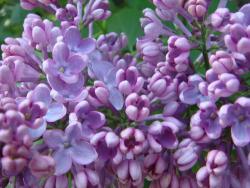 Lilacs in bloom