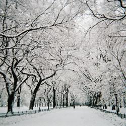 Walking path lined by trees, all covered in snow