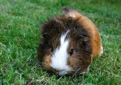 Guinea Pig