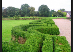 Photo of a labyrinthine hedge dividing a grass yard from a gravel path