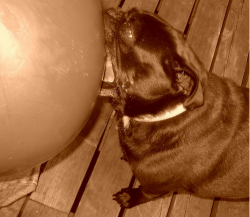 A dog chewing on a large ball