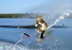 Waterskiing cat soaring above the water