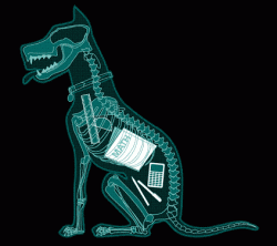 Faux x-ray of a dog with math supplies and homework in its stomach